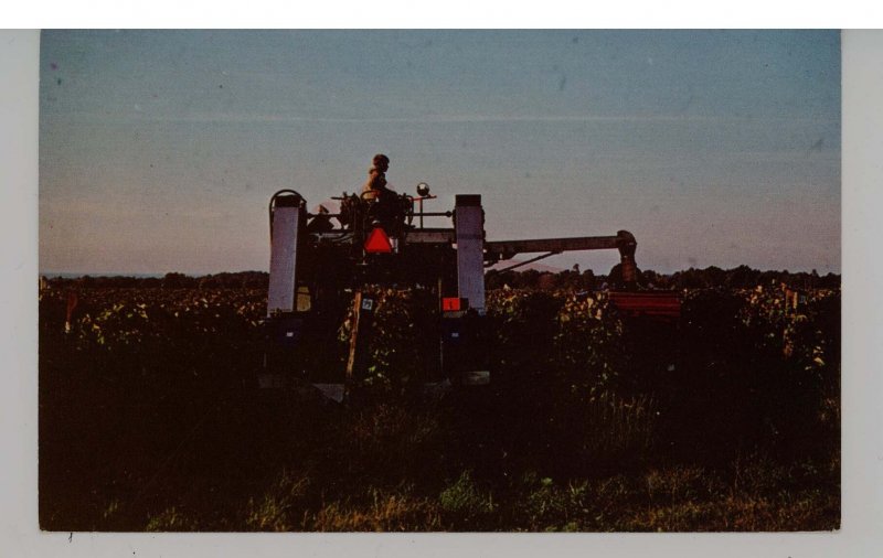 PA - North East. Mechanical Grape Harvester