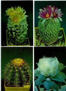 254031 Cacti Cactus photo Trubitcin SET of 24 Old postcards