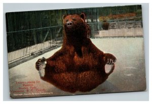 Vintage Mid Century Postcard Stanley Park Bear Victoria Canada POSTED