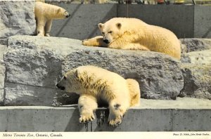 Polar Bear Metro Toronto Zoo, Canada Bear Writing On Back 