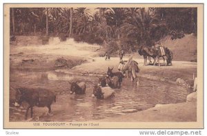 Camels & Donkeys, Passage De l´Oued, Touggourt, Algeria, Africa, 1900-1910s