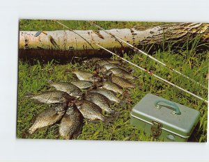 Postcard Crappies - Nice Eating, Popular Fish