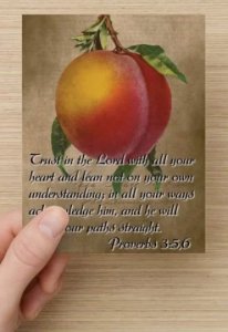 Mixed Postcard Set 6, Proverbs & Psalms Decorated /Vintage Fruit Images on set