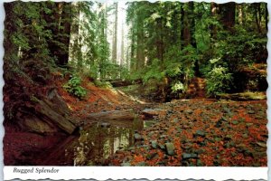 Postcard - Rugged Splendor, Avenue of the Giants - California