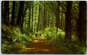 Postcard - Sky Trail, The Point Reyes National Seashore - California