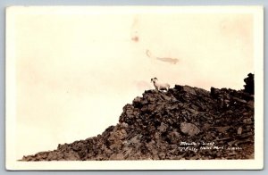 RPPC Real Photo Postcard - Mountain Sheep - McKinley National Park - Alaska