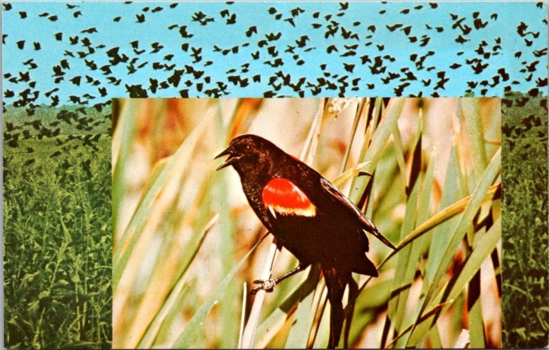 Red-Wing Blackbird - [MX-656]