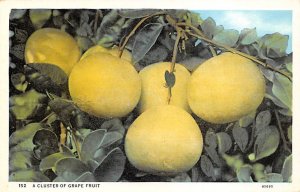 A Cluster of Grape Fruit Fruit Unused 