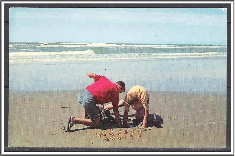 United States - Clam Digging Pacific Ocean Seacoast - [MX-341]