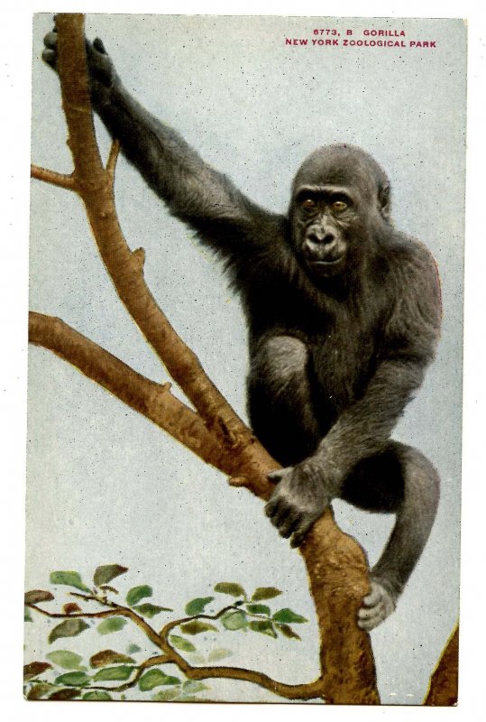 Gorilla