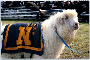 M-41248 Bill--Mascot of the US Naval Academy Annapolis Maryland USA