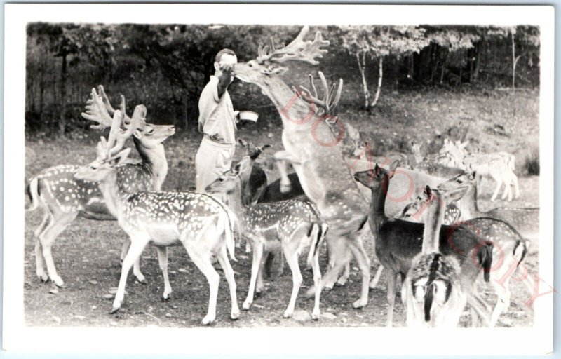 c1940s Catskill, NY Zoo RPPC Game Farm Feed Deer Photo Postcard Lindemann A100