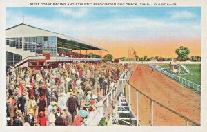 TAMPA FLORIDA~DOG TRACK-WEST COAST RACING ASSOC~1920s ANTIQUE VINTAGE POSTCARD