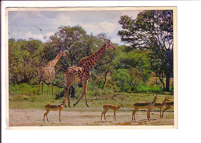 Giraffe, Impala, South Africa,