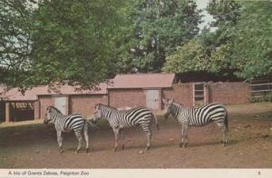 Grant Grants Zebra Zebras Paignton Zoo Devon Postcard