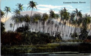 Postcard Cocoanut Palms Coconut Palm Tree in Hawaii