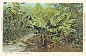 Santos Brazil~Plantação de Bananas~1910s M Pontes POSTCARD