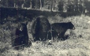 Real Photo - The Oregon Bear, Bear Unused 