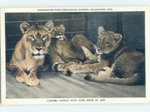 Linen ZOO SCENE Milwaukee Wisconsin WI AG1892