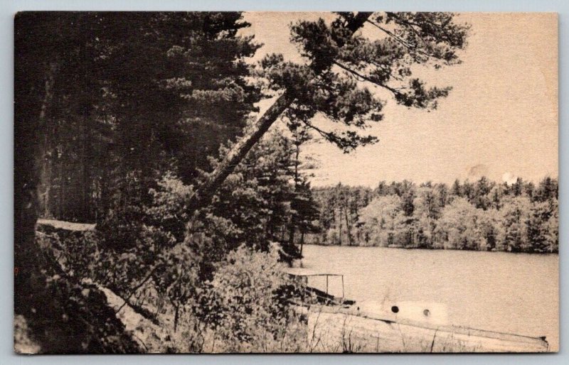 Leaning Pine - North West River - East Sebago, Maine  - Postcard