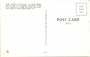 Snowy Egrets Birds,Hilton Head Island,SC