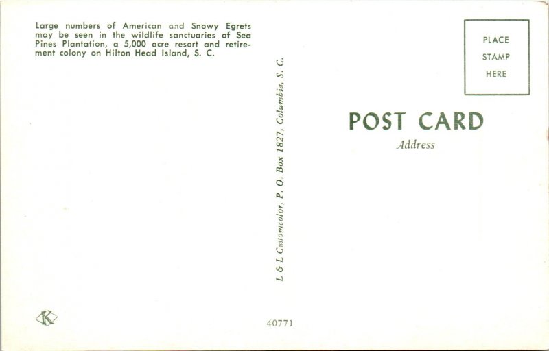 Snowy Egrets Birds,Hilton Head Island,SC