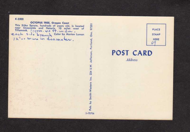 OR Octopus Tree Sitka Spruce Tree Tillamook Netarts Oceanside Oregon Postcard