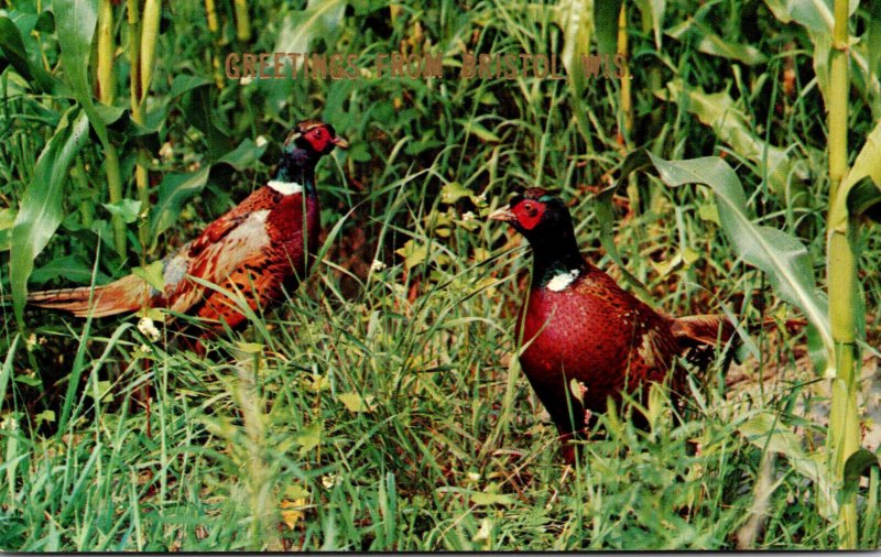 Birds Pheasants Greetings From Bristol Wisconsin