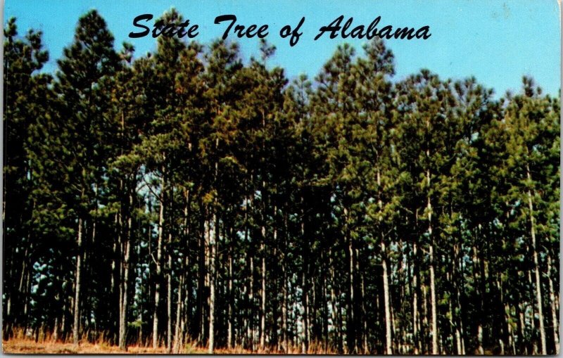 State Tree Alabama AL Southern Pine Trees Postcard VTG UNP Vintage Unused Chrome 