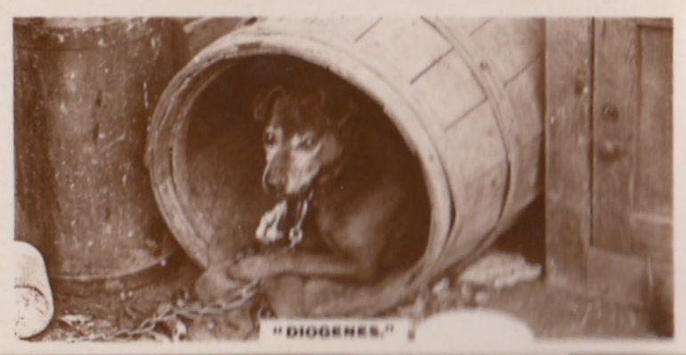Diogenes Beer Barrell Chained Dog Antique German Real Photo Cigarette Card