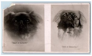 c1905 Pekingese Dog Portraits Kennel London RPPC Photo Posted Antique Postcard 