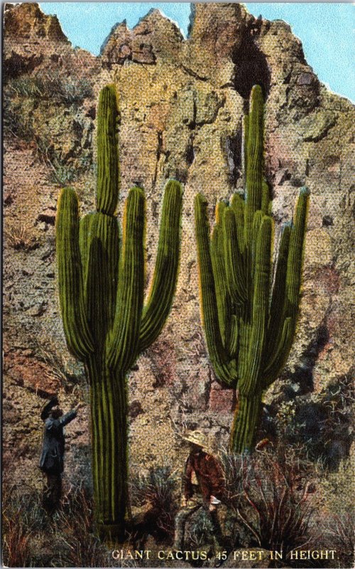 Giant Cactus 45 Feet In Height Arizona Vintage Postcard C217