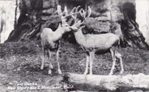 California Twin Bucks Deer In Muir Woods National Monument Real Photo