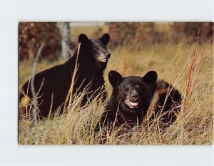 Postcard Native Black Bears Great Smoky Mountains National Park USA