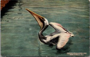 Florida Pass-A-Grille A Pelican Swallowing A Fish Curteich