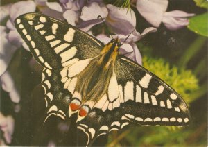  The English Swallowtail Butterfly Nice English Postcard. Size 15 x 10,5 cms