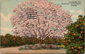 Florida Jacaranda Tree In Full Bloom 1954 Curteich