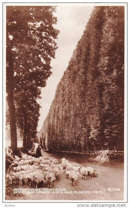 RP, Beech Hedge, Meikleour, Flock Of Sheep, Perth and Kinross, Scotland, UK, ...