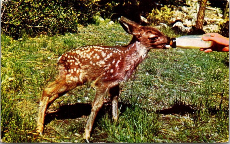Bottle Fed Baby Fawn Forest Style Human Hand Greenery Postcard WOB Note 4c Stamp 