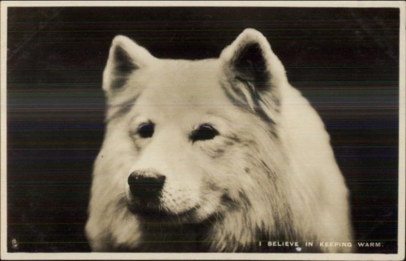 Samoyed Dog TUCK Real Photo Postcard I BELIEVE IN KEEPING WARM