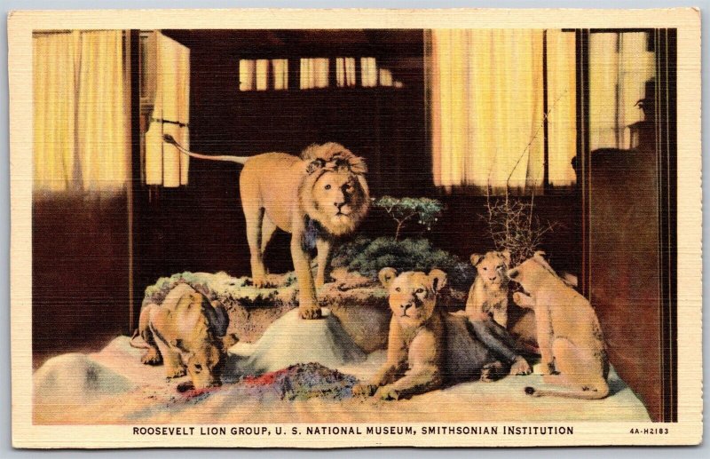 Vtg Roosevelt Lion Exhibit US National Museum Smithsonian Institution Postcard