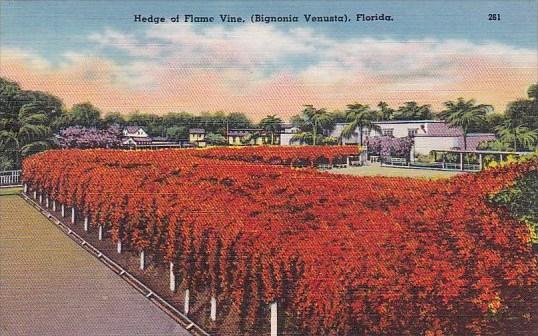 Hedge Of Flame Vine Bignonia Venusta Florida