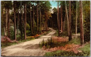 Forest Road Itasca State Park Minnesota MN Posted Lined-Trees Landmark Postcard