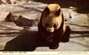Missouri St Louis Zoo Giant Panda Bear