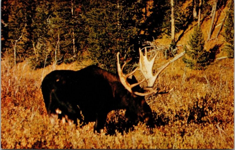 Bull Moose Yellowstone National Park Wyoming Scenic Wildlife Chrome Postcard 