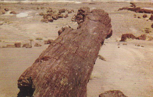 The many million year old petrified logs,  Petrified Forest 