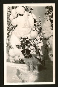 Made in Canada Large Dog in Winter B&W Real Photo Postcard Unposted