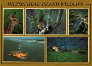 Wildlife,Hilton Head Island,SC
