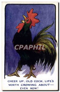 Old Postcard Rooster