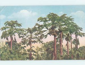 Old Postcard COCOANUTS GROWING ON TREES Country Of China F4850